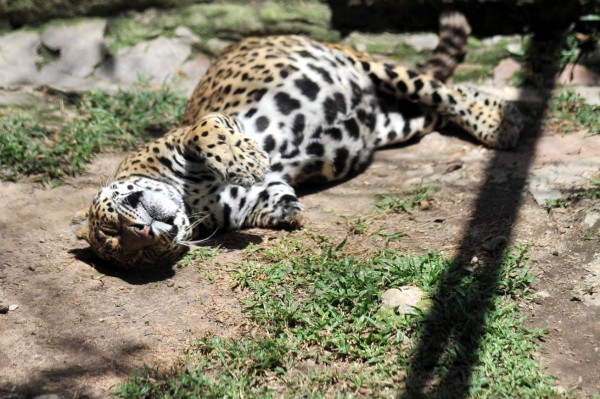 Los inquilinos del Rosy Walther siguen atrayendo a los capitalinos