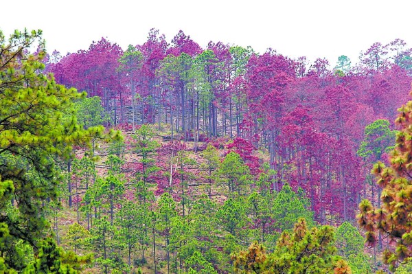 Inmisericorde deforestación provocada por el gorgojo de pino