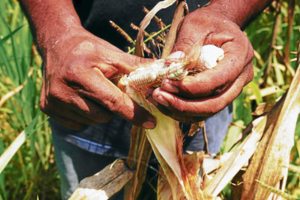 Mora y 'trabas' amenazan la producción de primera