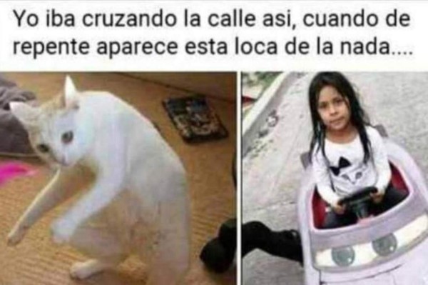 Memes virales de 2019: Gatos y el pollito amarillo entre los más compartidos