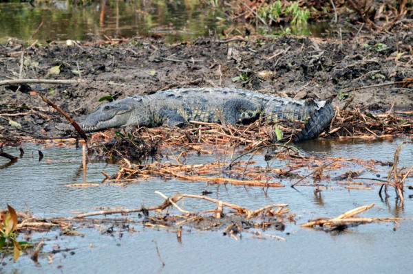 Controversia en México por la destrucción de un manglar para desarrollo turístico&nbsp;&nbsp;