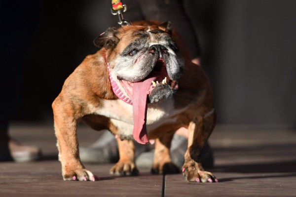 Así es Zsa Zsa, el bulldog baboso de California considerado el perro más feo del mundo
