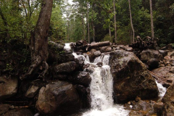 Honduras nomina Celaque para Red Mundial de Reservas de Biósferas