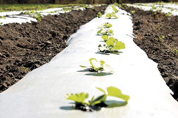 Mejoran producción agrícola con asistencia internacional