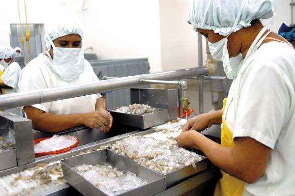 México castiga con arancel de 20% a camarón congelado de Honduras