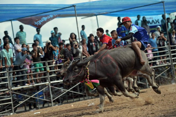 Búfalos al galope en Tailandia