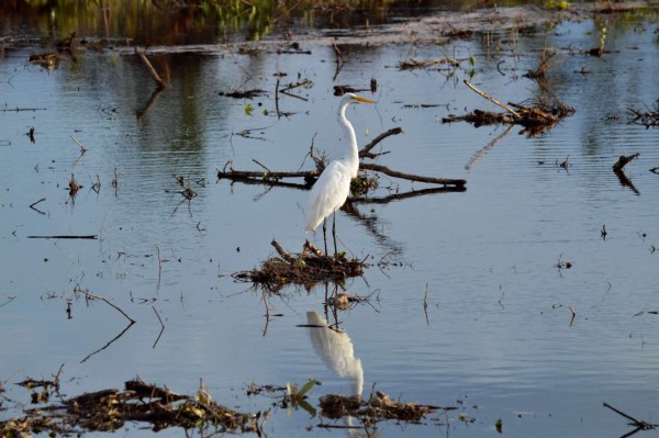 Controversia en México por la destrucción de un manglar para desarrollo turístico&nbsp;&nbsp;