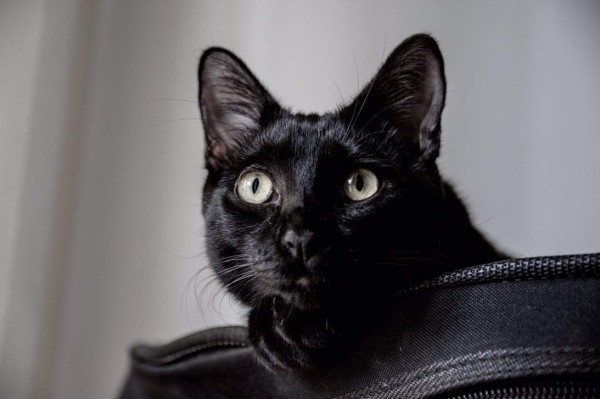 Ríete un rato con los mejores chistes de la semana