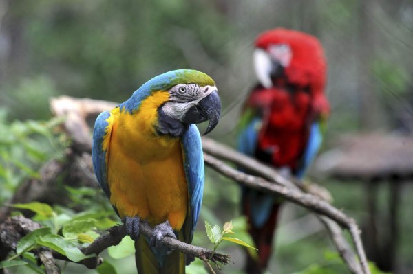 Disminuye estrés de residentes del Rossy Walther