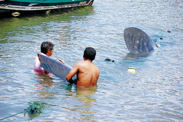Honduras: Pescadores liberan a una ballena varada en el sur del país