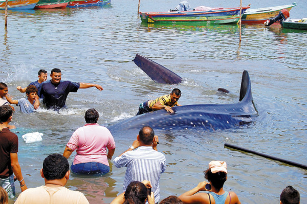 Honduras: Pescadores liberan a una ballena varada en el sur del país