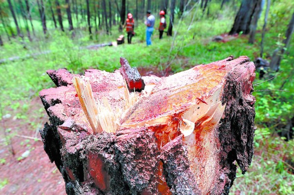 Inmisericorde deforestación provocada por el gorgojo de pino