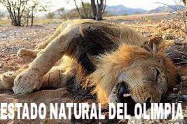 Memes: Usuarios destrozan a Olimpia tras quedar eliminado de la Copa Presidente ante Real España