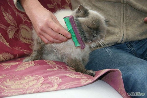 Las vacunas para su gato