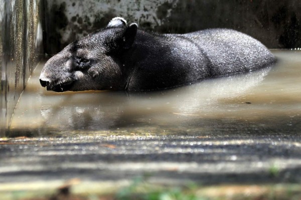 Los inquilinos del Rosy Walther siguen atrayendo a los capitalinos