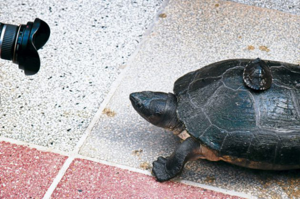 Honduras: Más de 44 mil tortugas serán liberadas