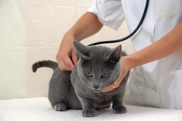 Las vacunas para su gato