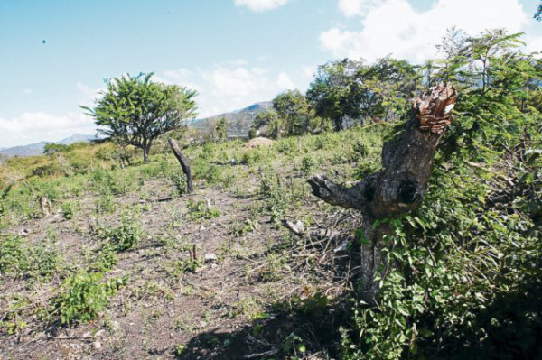 Construirán 245 viviendas para damnificados