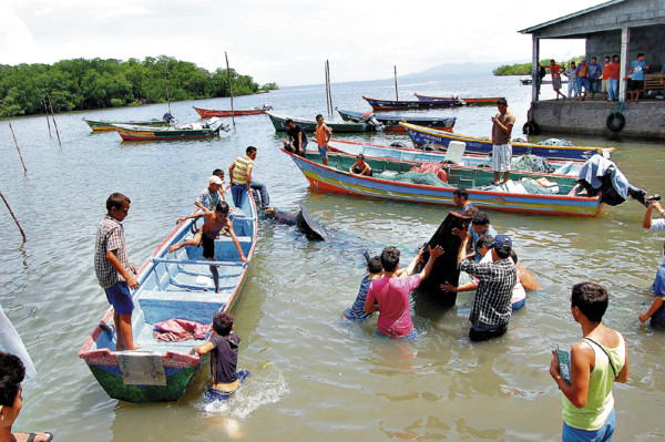 Honduras: Pescadores liberan a una ballena varada en el sur del país