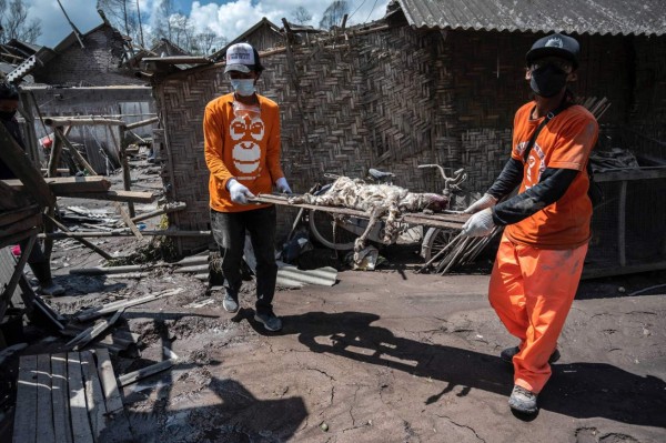 Rescatan a animales 'olvidados' tras erupción volcánica en Indonesia
