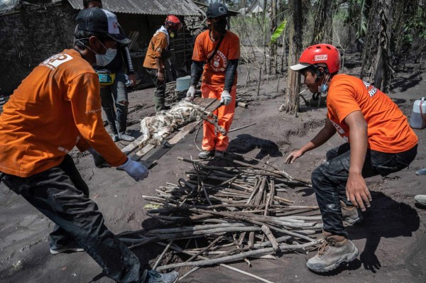 Rescatan a animales 'olvidados' tras erupción volcánica en Indonesia