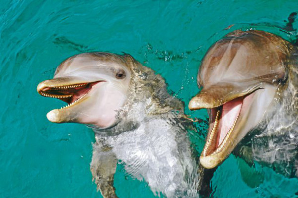 Los tesoros naturales de las islas del Caribe hondureño