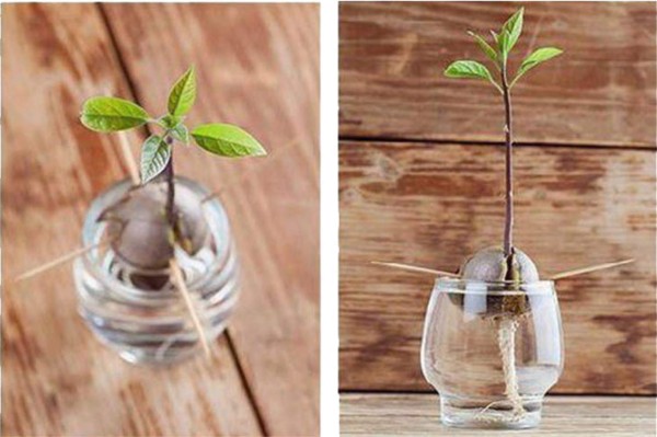 Mira lo que ocurre si clavas cuatro palillos en la semilla de un aguacate ¡Te encantará!