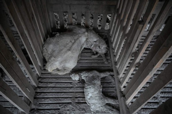 Rescatan a animales 'olvidados' tras erupción volcánica en Indonesia