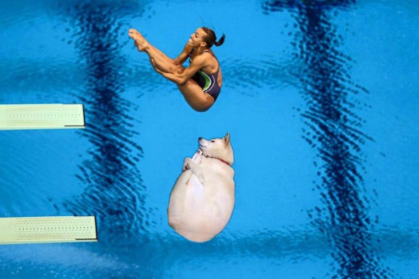 Ni los perros se salvan de la creatividad de las personas con el Photoshop