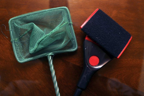 Acuariofilia, cuidado de los peces