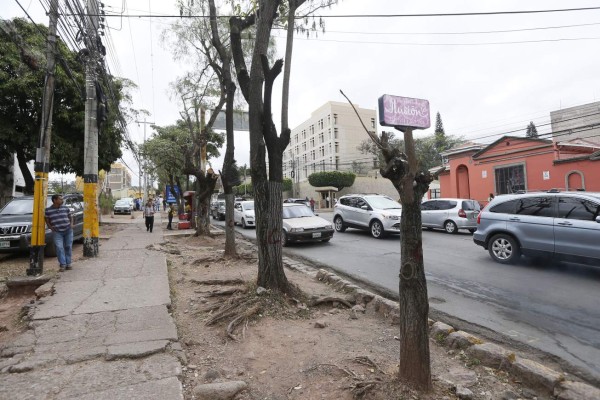 Capitalinos demandan que no se corte ni un árbol más en la ciudad