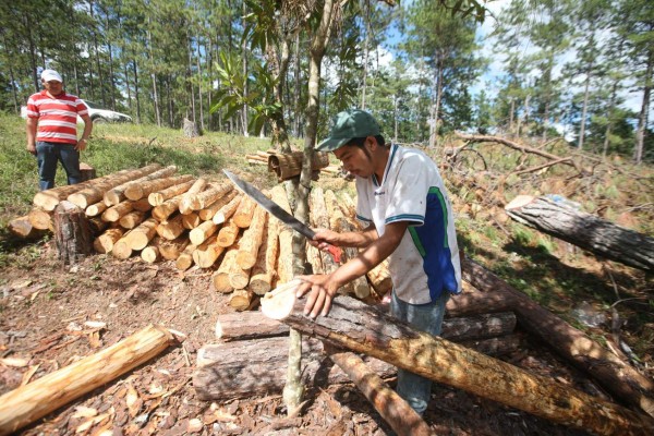El 70% de la madera atacada por gorgojo no es aprovechada