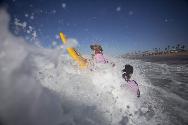 Perros participan en peculiar competencia de surf