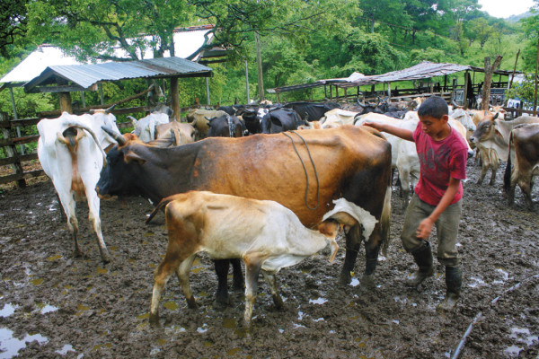 Año alentador para la ganadería hondureña