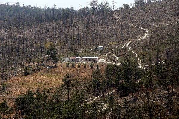 El gorgojo terminó con la producción de resina en Lepaterique