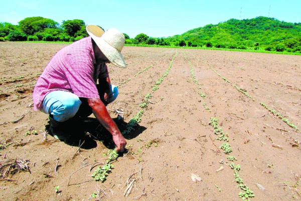 Productores piden recursos para iniciar cosechas a finales de abril