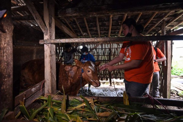 Rescatan a animales 'olvidados' tras erupción volcánica en Indonesia