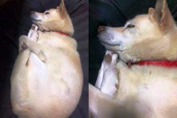 Ni los perros se salvan de la creatividad de las personas con el Photoshop