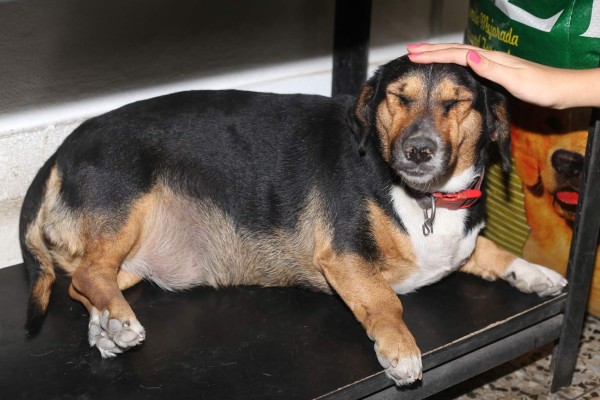 Su gato y perro no están exentos de alergias