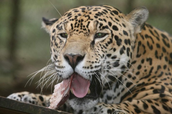 Zoológico desmiente uso de perros para alimentar jaguar