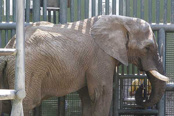 Elefante mata a su cuidador en zoológico
