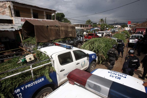 Hallan sembradío de marihuana en El Porvenir