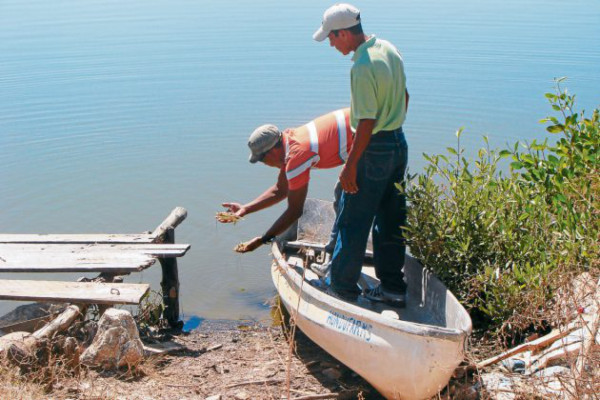 Fincas del Estado pierden 565,000 libras de camarón