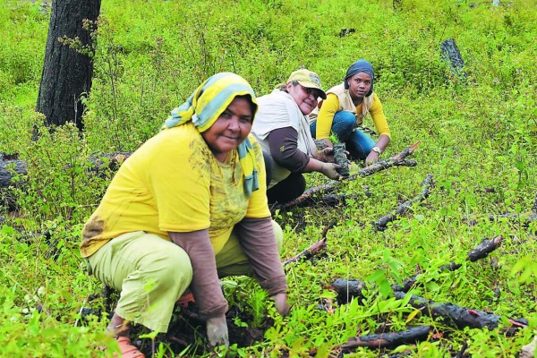 Panelas para endulzar la vida y cuidar el ambiente