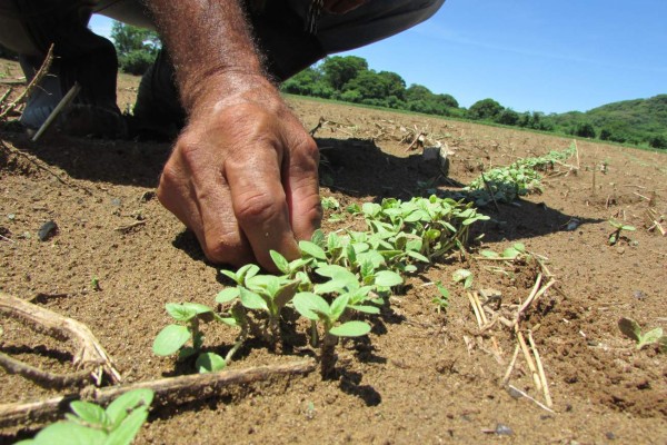 El cultivo del ajonjolí, una alternativa ante las sequías