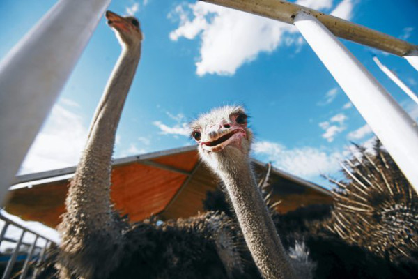 Primer circo hondureño se presenta en la ciudad