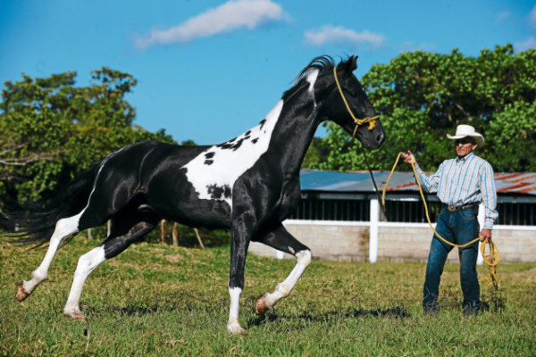 Los caballos tienen una escuela en Talanga