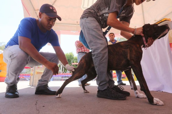 Inicia vacunación canina en la capital