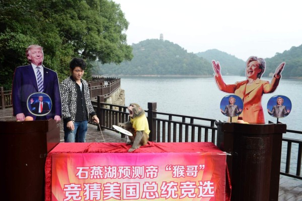 Trump ganará las elecciones de EEUU, según un mono chino 'adivino'