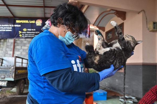 Rescatan a animales 'olvidados' tras erupción volcánica en Indonesia